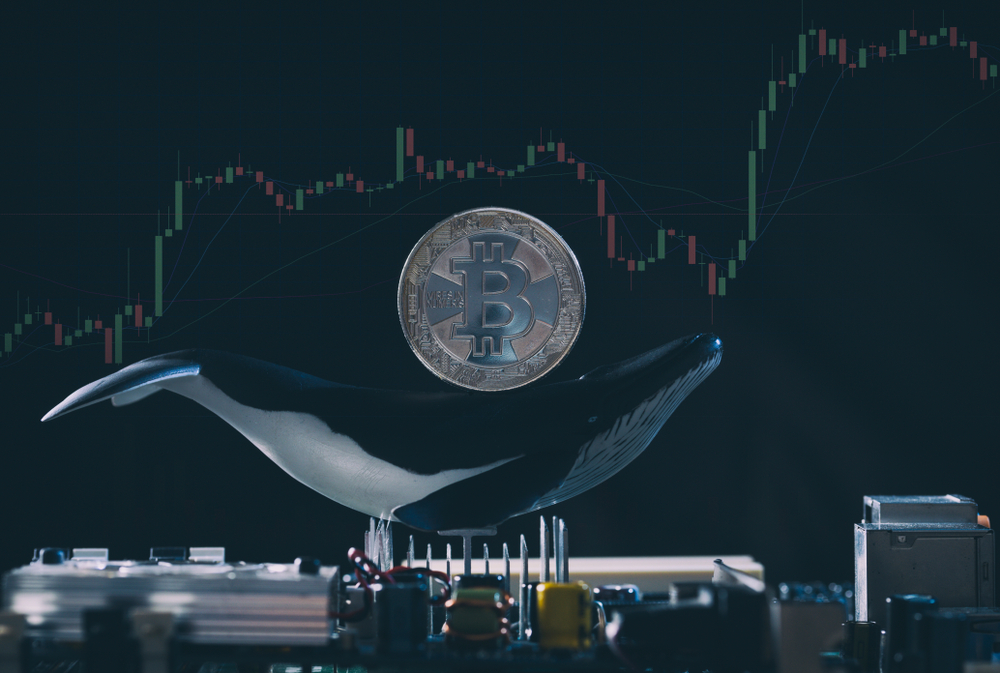 bitcoin price whale