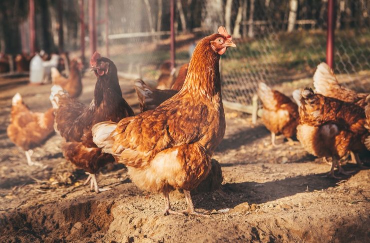 chicken coop