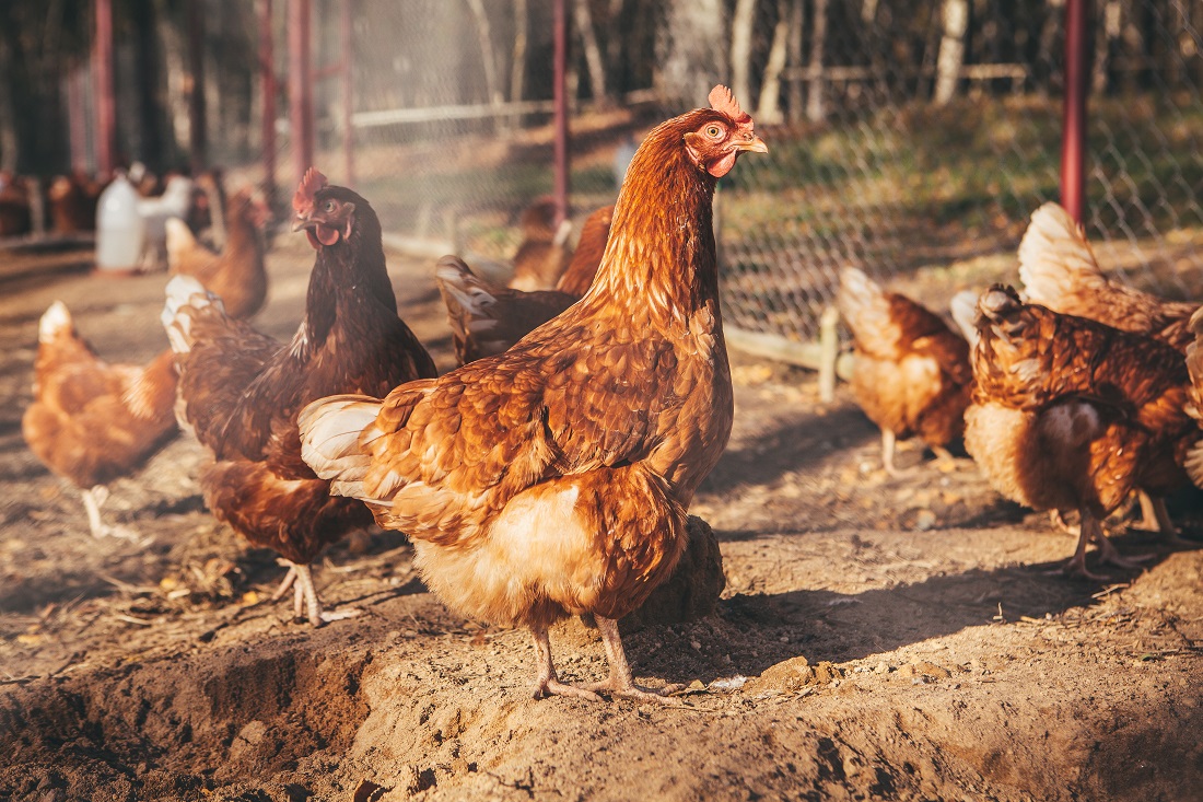 chicken coop