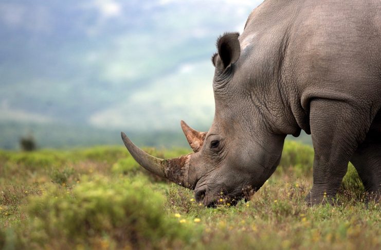 poaching animals