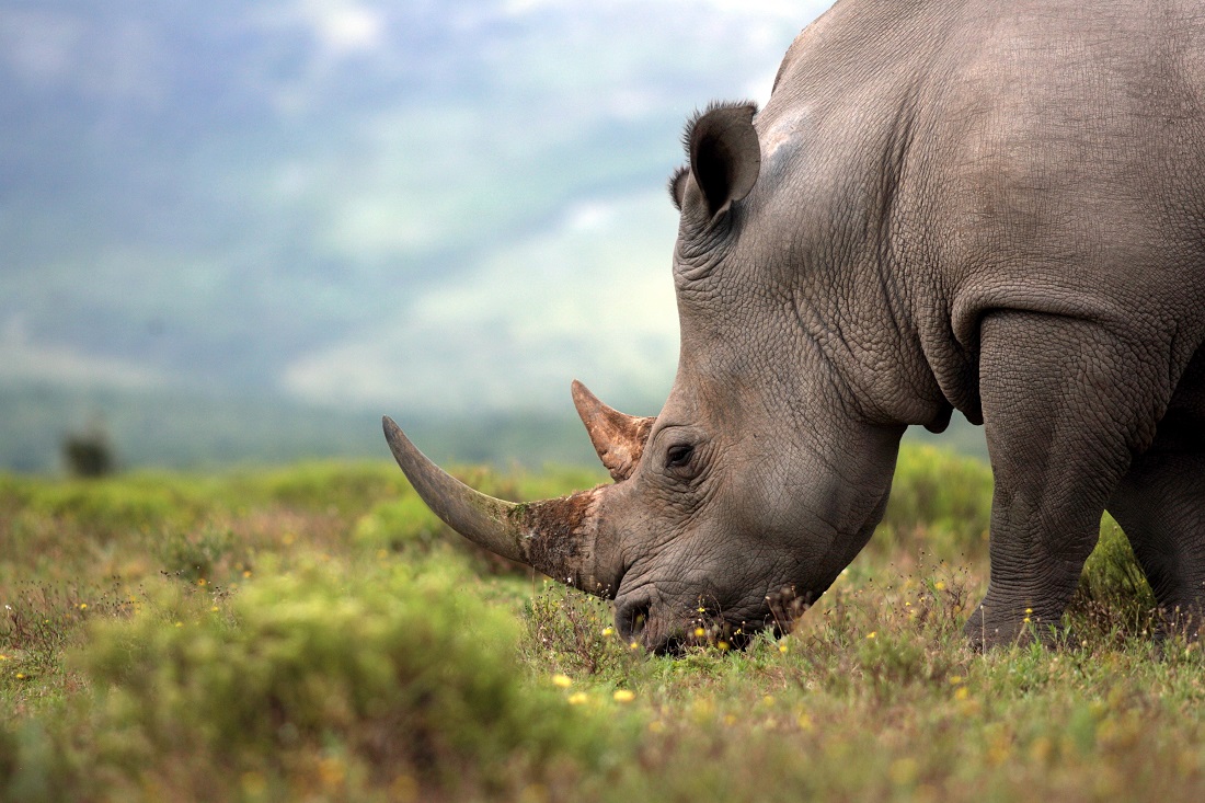 poaching animals