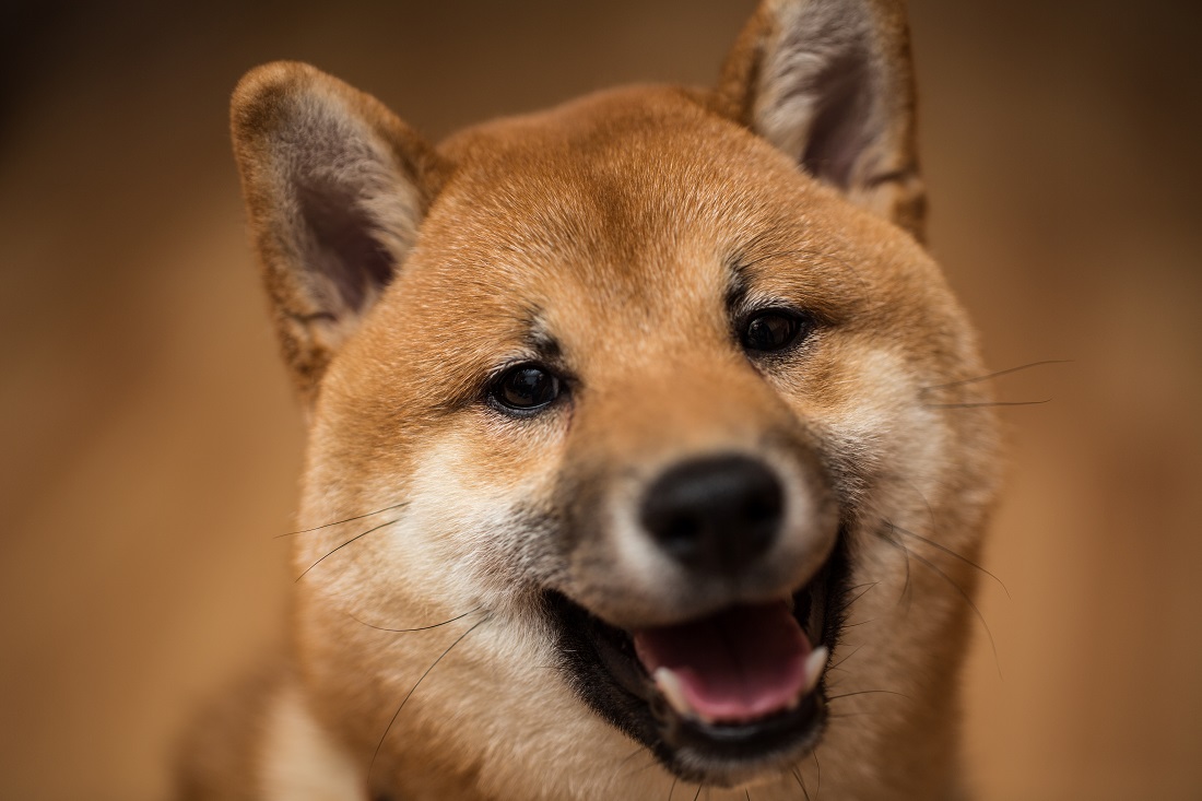 shiba inu dogecoin