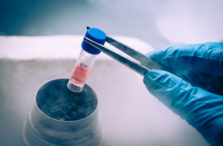stem cells