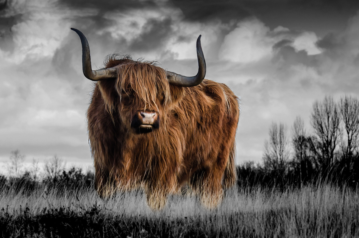 Bitcoin bull