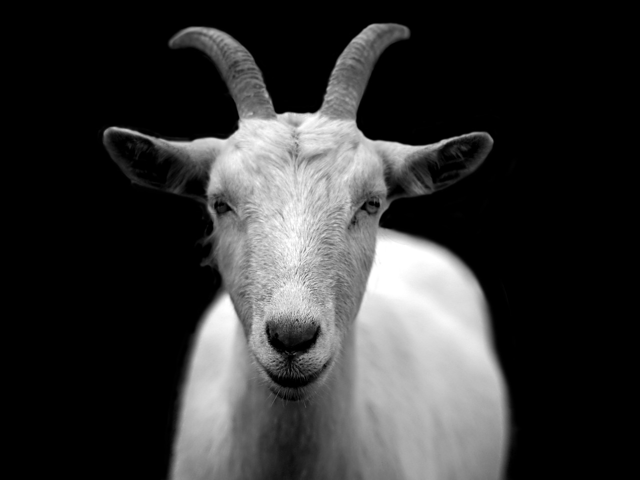 NullTX Goat Science