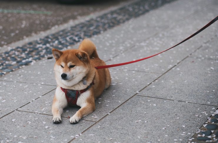 shiba inu