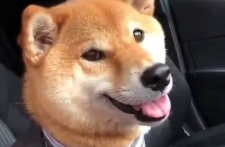 shiba inu