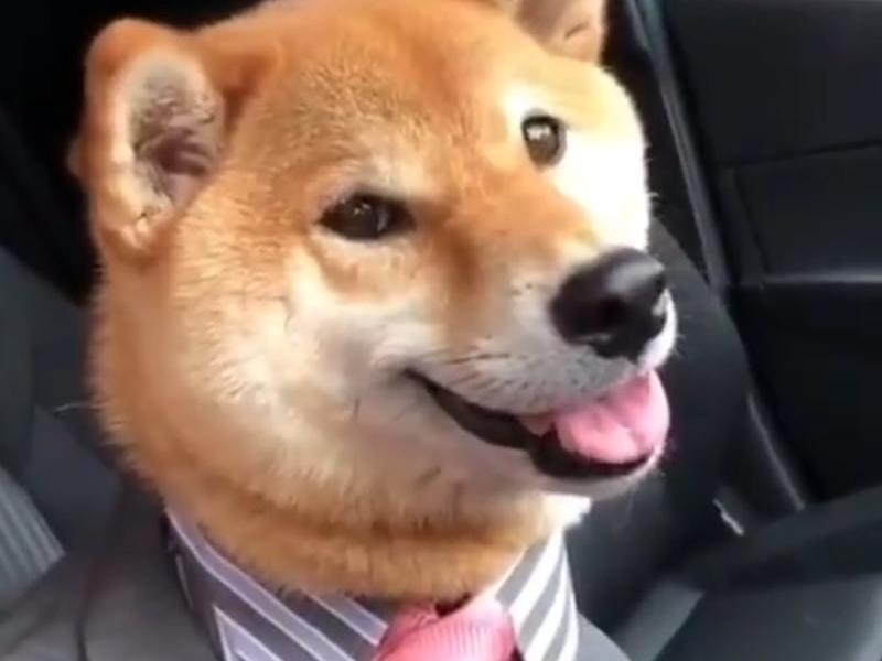 shiba inu