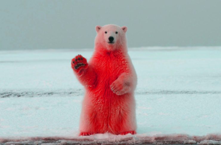 cryptocurrency bear