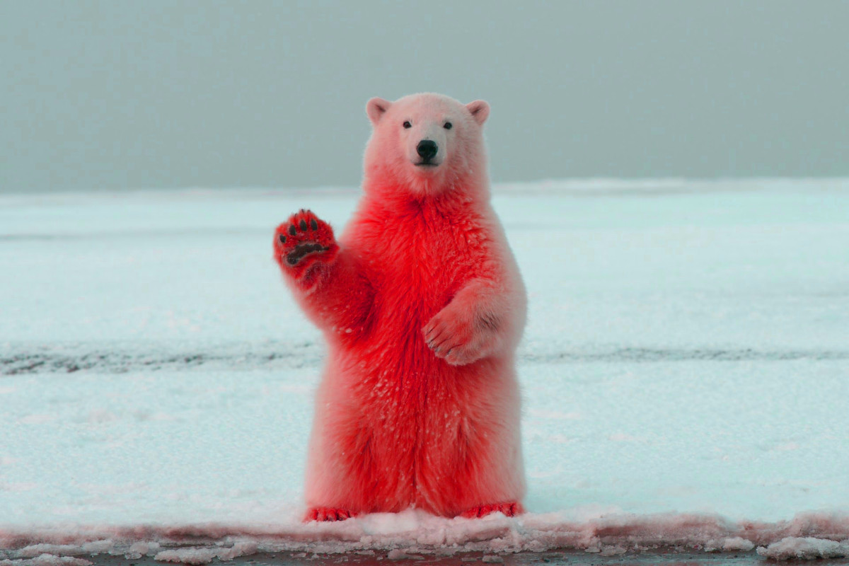 cryptocurrency bear