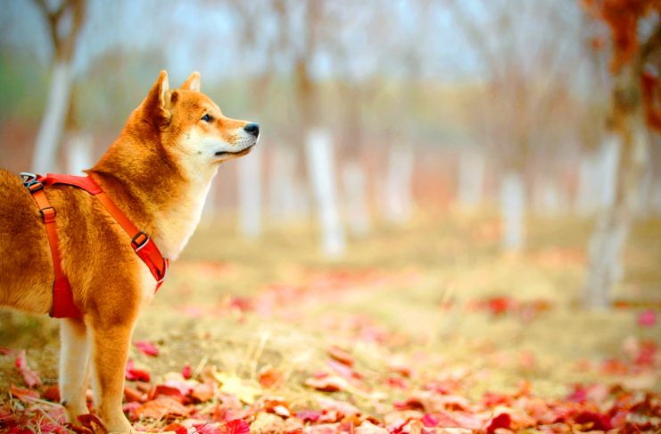 shiba inu meme coins