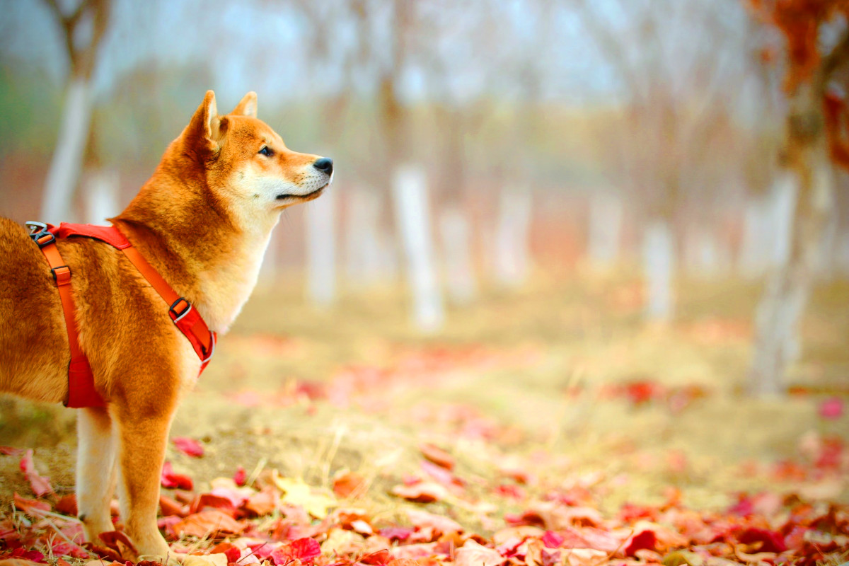 shiba inu meme coins