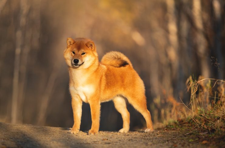 Portraiit of adorable and happy shiba inu dog standing in the forest at golden sunset. Cute Red shiba inu female puppy in autumn