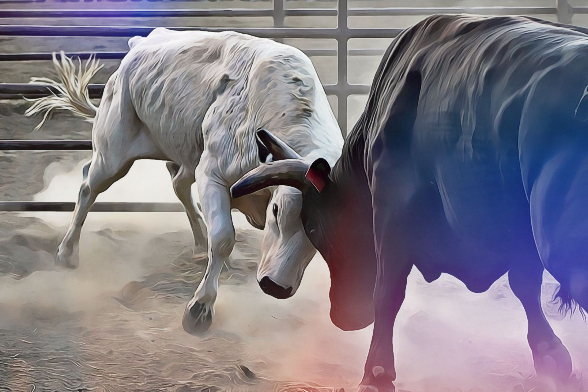 crypto bull market