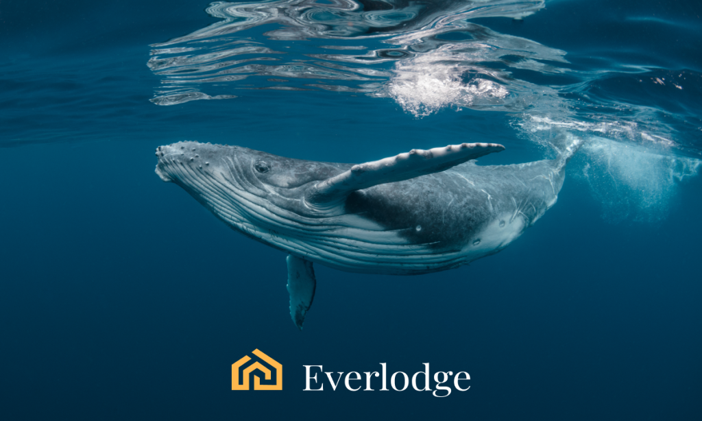 Top Whales’ Picks for Q4 2023: Theta Network (THETA), Everlodge (ELDG), The Sandbox (SAND)